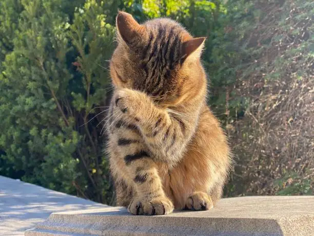 Photo of Cat makes facepalm his face covering  with his paw. Cute tabby cat makes gesture facepalm movement.