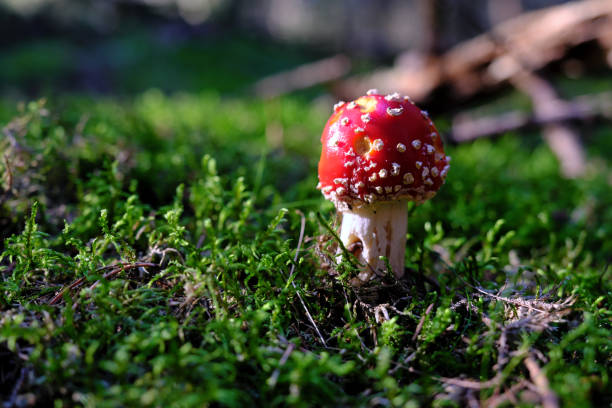 istock Small fly amanita mushroom (Amanita muscaria) growing in green moss 1345373853