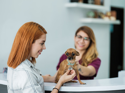 A happy pet owner holding a small dog at the veterinary clinic counter and looking at its collar.