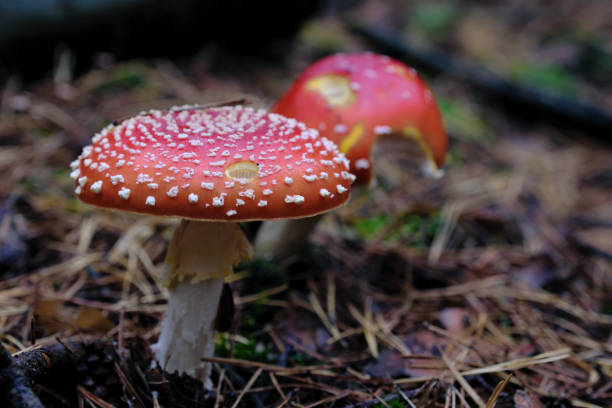 istock Two fly amanita (Amanita muscaria) mushrooms growing next to each other 1345373961