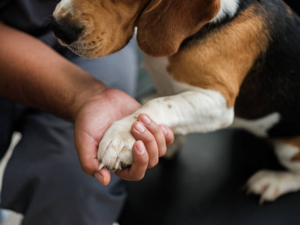 Veterinarian holding dog's paw stock photo