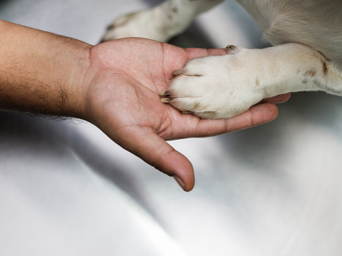 A dog's paw on a latin man's hand.