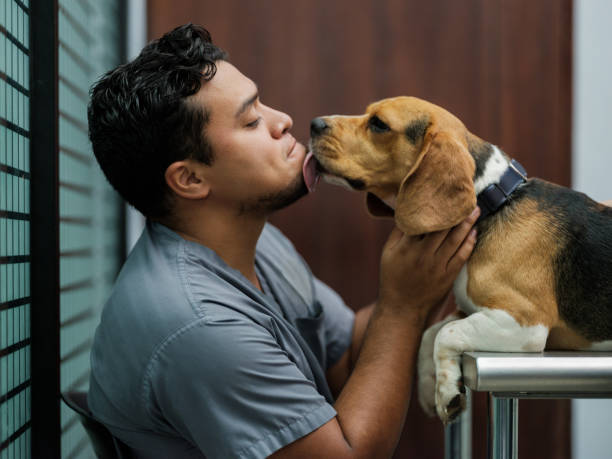 Cute dog licking veterinarian on chin at clinic stock photo