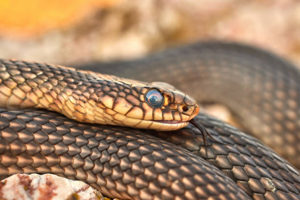 istock Caspian whipsnake (Dolichophis caspius) in natural habitat 1345374655