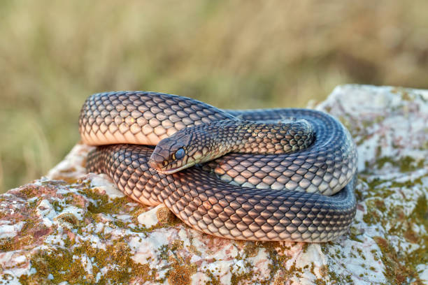 istock Caspian whipsnake (Dolichophis caspius) in natural habitat 1345374707