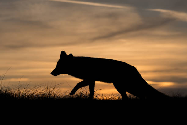istock A colorful silhouette of a beautiful red fox during sunset. 1345375308