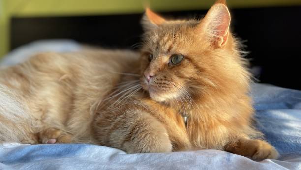 istock red maine coon cat lying on the bed 1345375386