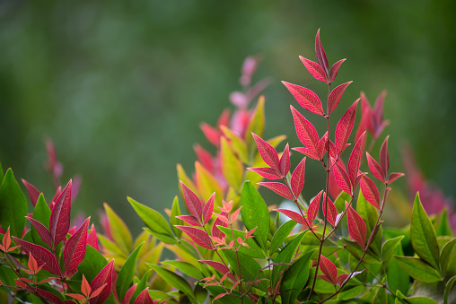 Closeup of red leaves of nandina plant in a public garden