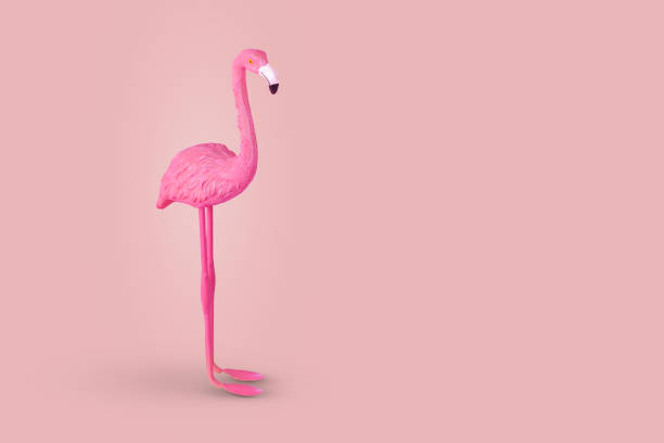 istock Pink flamingo bird on pastel pink background. 1345376044