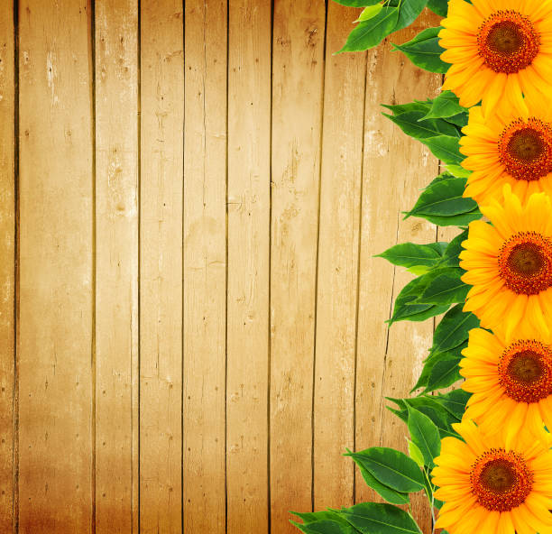 istock Sunflowers on a wooden background 1345377268