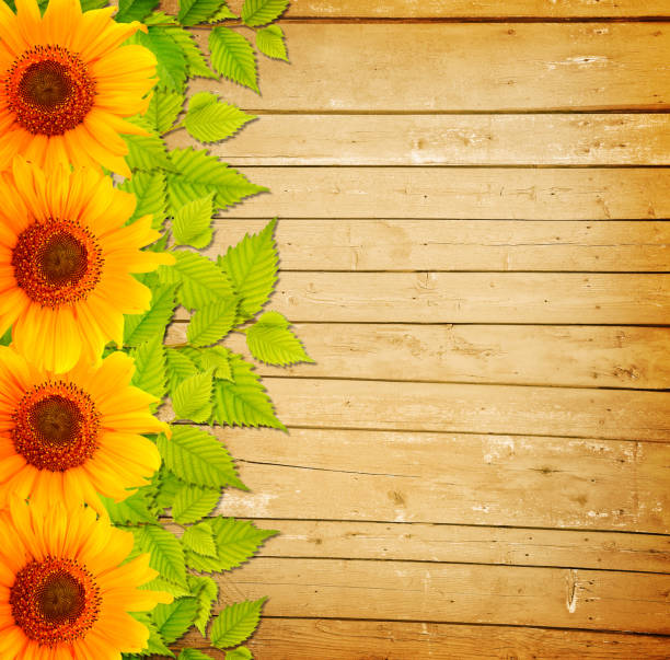 istock Sunflowers on a wooden background 1345377279