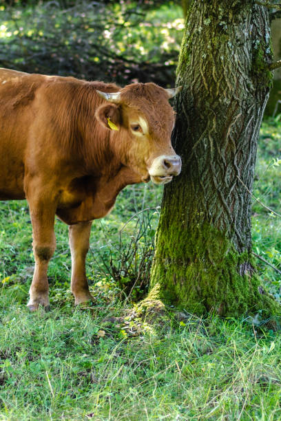 istock Brown and white cows stand in the forest 1345378558