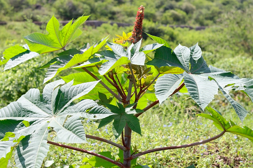 vegetal from where extracts the known laxative, used to produce biodiesel Castor oil plant, Ricinus communis, commonly known as castor oil plant. Medical seeds. Green plant, (Ricinus communis) in the midst