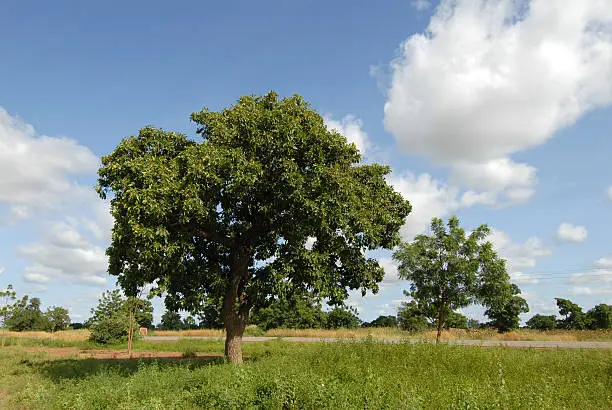 Shea Butter tree in Africa