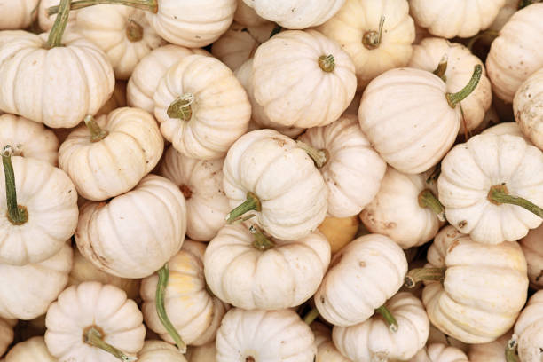 istock Many Baby Boo pumpkins 1345380276