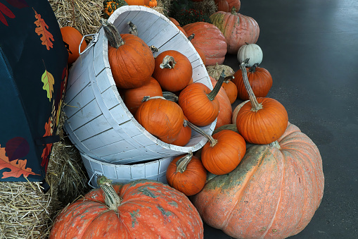 A variety of sized pumpkins in a white bussel barrel.