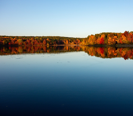 The water is a perfect mirror for fall foliage and brilliant blue sky in this small lake in Pure Michigan. (Pickerel Lake in Rockford, Michigan)