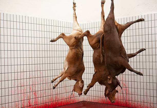 Slaughterhouse Three recently deceased cows dangle from chains in the roof of a beef abattoir. slaughterhouse photos stock pictures, royalty-free photos & images