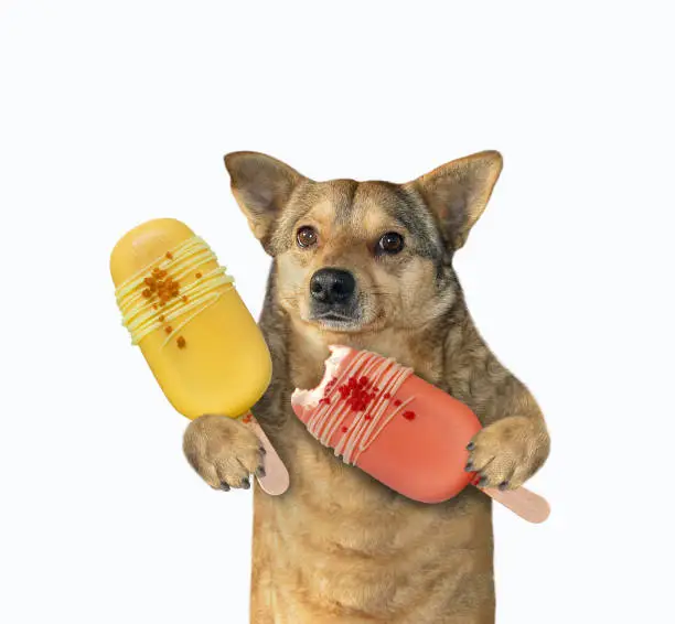 Photo of Dog holds two fruit popsicle