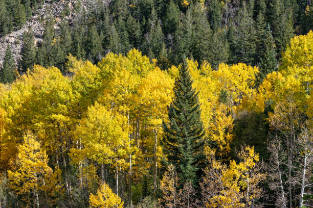 istock Autumn leaf colors in Colorado 1345383608