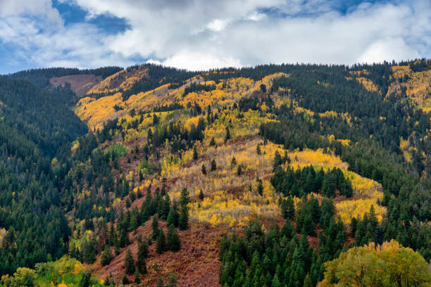 istock Autumn leaf colors in Colorado 1345384728