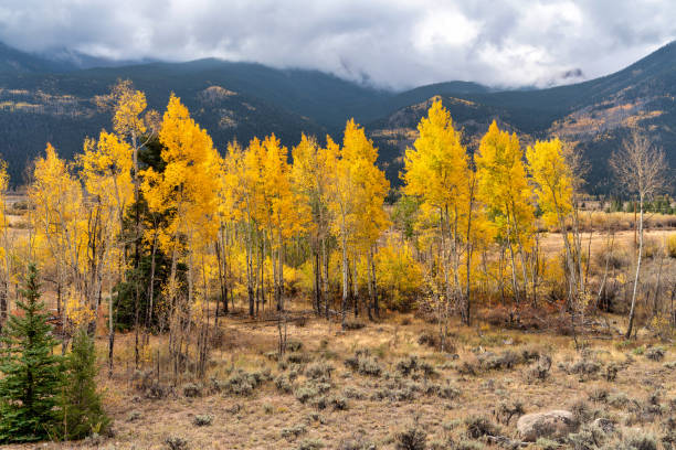 istock Autumn leaf colors in Colorado 1345385263