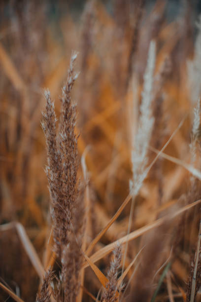 istock Autumn dried flowers growing in nature 1345385991