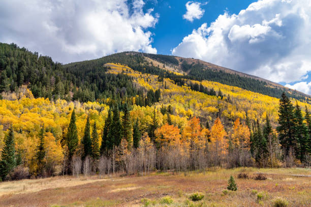 istock Autumn leaf colors in Colorado 1345386433