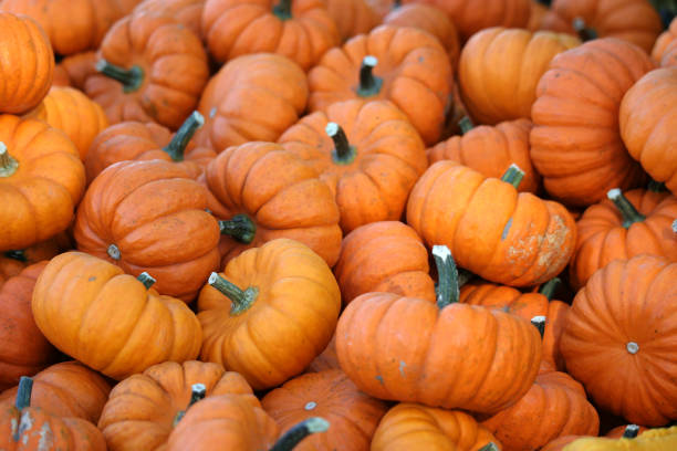 istock Pile of Mini Pumpkins background 1345387050