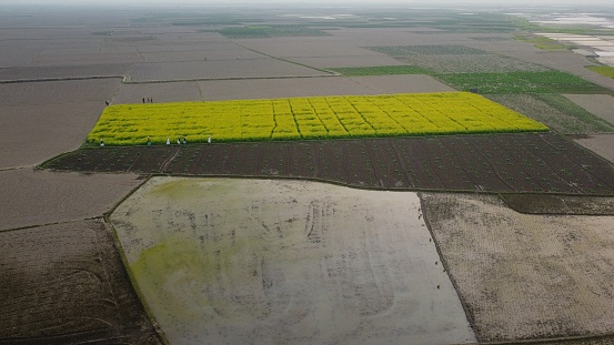 Mustered field with flowers and vegetable field aerial view. Brahmanbaria, Chattagram, Bangladesh.