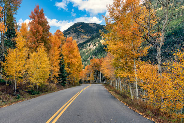 istock Autumn leaf colors in Colorado 1345387428