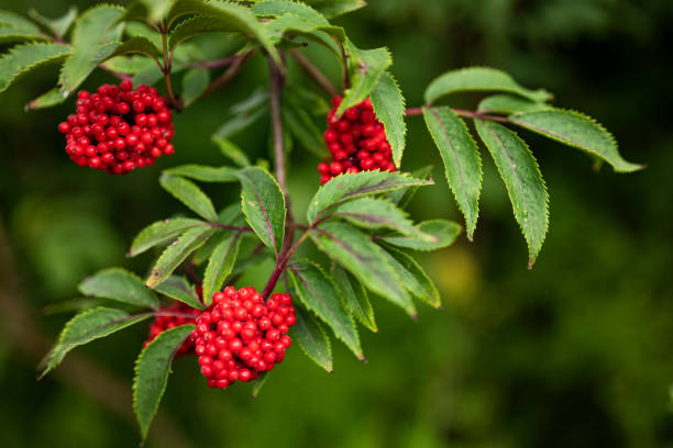 istock Branch of rowan (Sorbus aucuparia), also known as  mountain-ash 1345387581