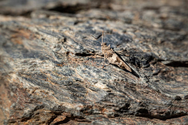 istock Camouflaged grasshopper on a piece of slate 1345387607