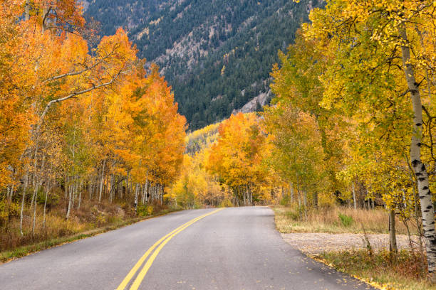 istock Autumn leaf colors in Colorado 1345387654