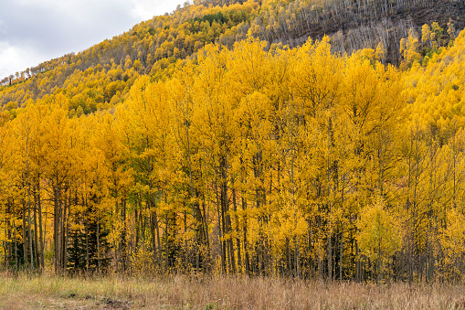 Autumn leaf colors in Colorado