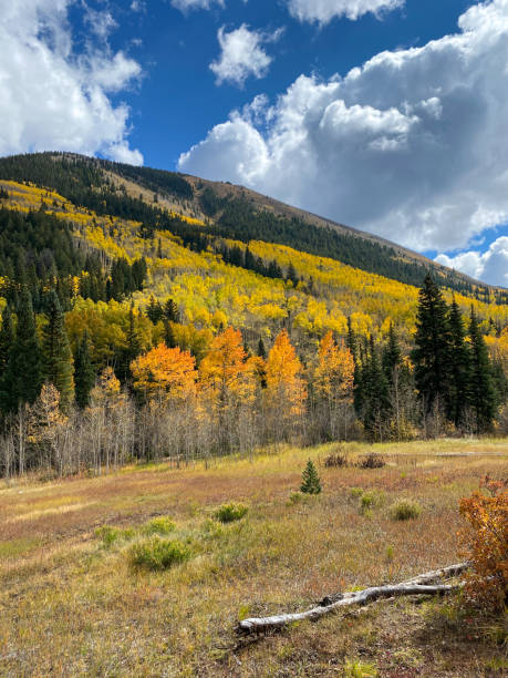 istock Autumn leaf colors in Colorado 1345387724