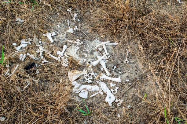 istock animal bones, animal remains in the wilderness 1345387728