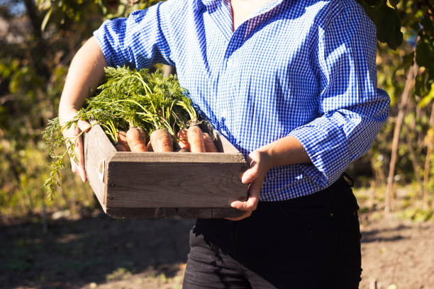 A young woman in a blue and white shirt in a cage holds a box with dug carrots. Harvesting vegetables