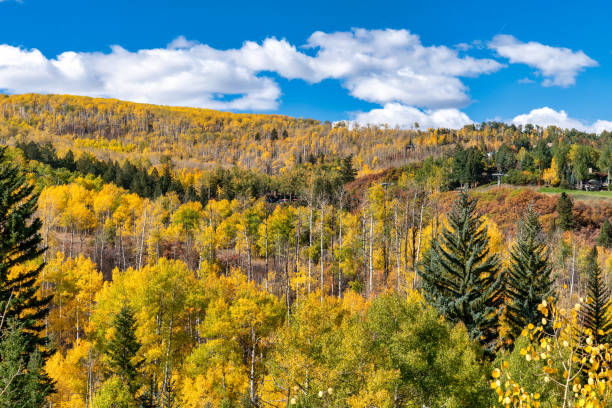 istock Autumn leaf colors in Colorado 1345388388