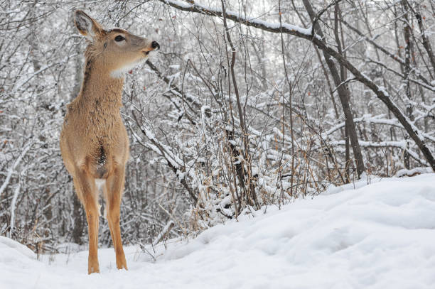 Doe of Winter