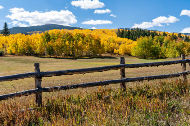 istock Autumn leaf colors in Colorado 1345388554