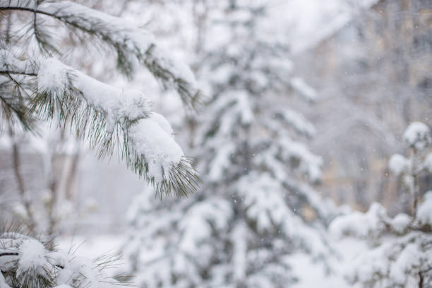 istock Coniferous and deciduous trees under a huge layer of snow 1345388778