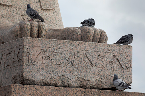 Pigeons on the ancient Egyptian statue of a Sphinx.