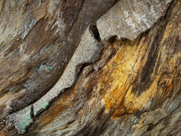 istock Wooden abstract as background 1345389427