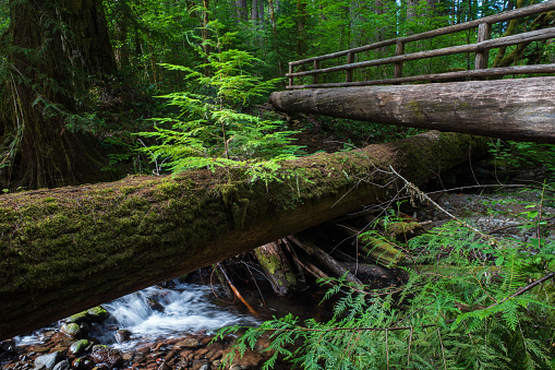 Traquil forest scene in the Cascade Mountains of Oregon. A tree grows from a fallen log above a small mountain stream.