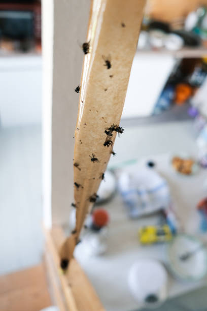 istock Dead flies on sticky tape, trap for flies with glue, adhesive flytrap, stucktrap for insects 1345389485