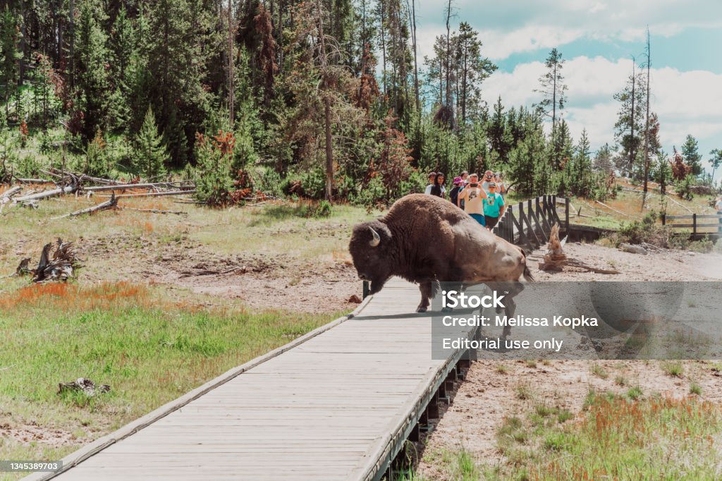 Bison walks across a tourist boardwalk path in the mud volcano area of Yellowstone National Park, as tourists take photos Wyoming, USA - June 28, 2021: Bison walks across a tourist boardwalk path in the mud volcano area of Yellowstone National Park, as tourists take photos Yellowstone National Park Stock Photo