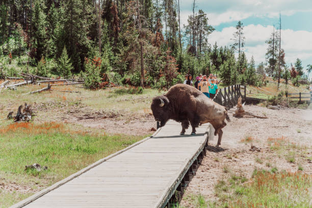 Bison walks across a tourist boardwalk path in the mud volcano area of Yellowstone National Park, as tourists take photos stock photo