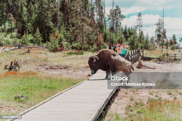 Bison Walks Across A Tourist Boardwalk Path In The Mud Volcano Area Of Yellowstone National Park As Tourists Take Photos Stock Photo - Download Image Now