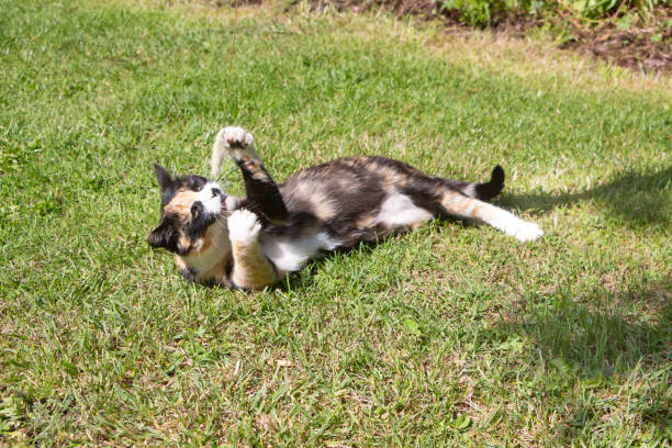 istock Cat playing in a garden 1345391462